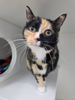 Lily and Ragtop BONDED PAIR -  Domestic Short Hair Cat for Adoption in Mount Vernon, Ohio - Lily And Ragtop BONDED PAIR | PetCurious
