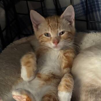 Tootsie Pop -  Domestic Short Hair Cat for Adoption in Columbia, Missouri - Tootsie Pop | PetCurious