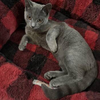 Loki -  Russian Blue Cat for Adoption in Palmetto Bay, Florida - Loki | PetCurious