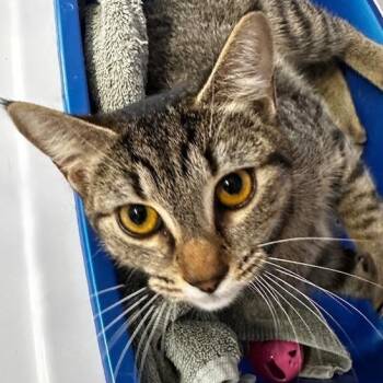 Tabby Cats Available for Adoption - Sweetie - Social | PetCurious