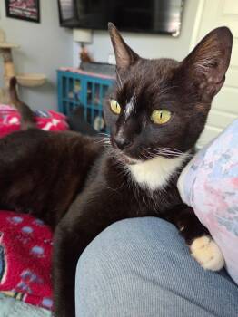 Domestic Short Hair Cats Available for Adoption in Los Angeles, California - Killian | PetCurious