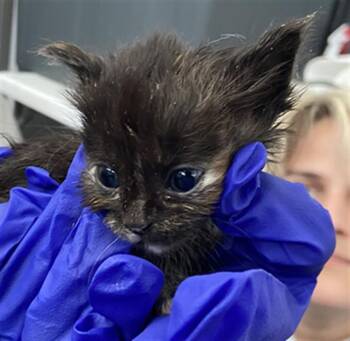 Domestic Short Hair Cats Available for Adoption in Dallas, Texas - LEIA | PetCurious