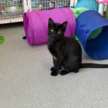 Nuri -  Domestic Short Hair Cat for Adoption in Chicago, Illinois - Nuri | PetCurious