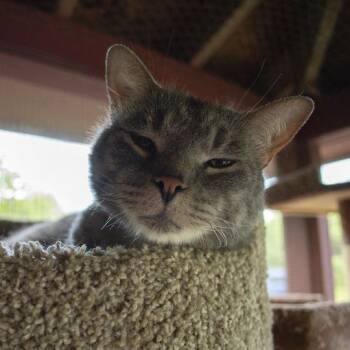 Ace -  Domestic Short Hair Cat for Adoption in Brimfield, Massachusetts - Ace | PetCurious