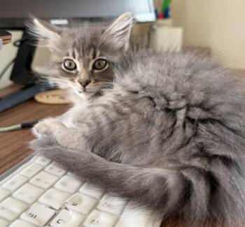 Anchovy -  Domestic Long Hair Cat for Adoption in Salt Lake City, Utah - Anchovy | PetCurious
