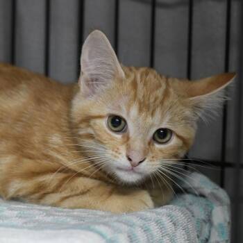 Rocket -  Domestic Short Hair Cat for Adoption in Chilliwack, British Columbia - Rocket | PetCurious