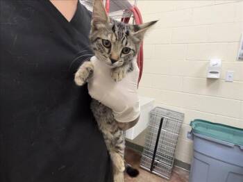 MARIA -  Domestic Short Hair Cat for Adoption in Santa Fe, New Mexico - MARIA | PetCurious