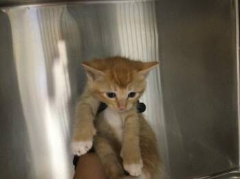 Domestic Short Hair Cats Available for Adoption in Thousand Palms, California - A1916893 | PetCurious