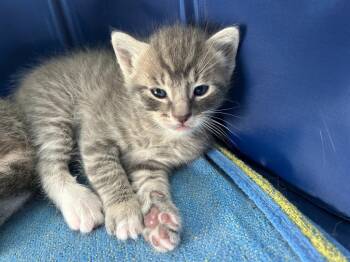 William -  Domestic Short Hair Cat for Adoption in Thousand Oaks, California - William | PetCurious