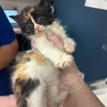 Latte -  Domestic Short Hair Cat for Adoption in Newark, New Jersey - Latte | PetCurious