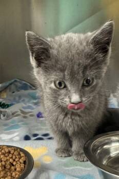 Rescue Domestic Short Hair Cats for Adoption in Chickamauga, Georgia - Dozzie-Hold Until EOD 11/21 | PetCurious