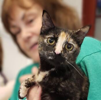 Domestic Short Hair Cats Available for Adoption - Katydid | PetCurious