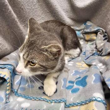 Rescue Domestic Short Hair Cats for Adoption in Winter Haven, Florida - A1246709 | PetCurious