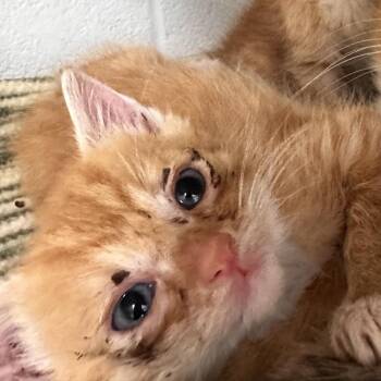 Hand Tossed -  Domestic Short Hair Cat for Adoption in Rocky Mount, Virginia - Hand Tossed | PetCurious