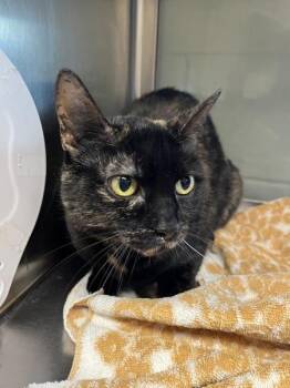 Domestic Short Hair Cats Available for Adoption - Tipsy | PetCurious