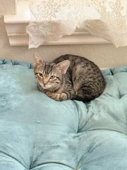 Snap -  Domestic Short Hair Cat for Adoption in Mckinney, Texas - Snap | PetCurious