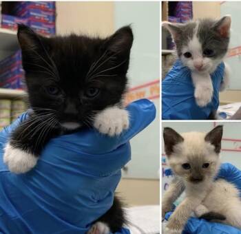 Domestic Medium Hair Cats Available for Adoption in Pacifica, California - Aerith | PetCurious