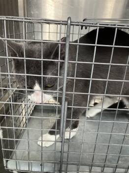 STRUDEL -  Domestic Medium Hair Cat for Adoption in Dallas, Texas - STRUDEL | PetCurious