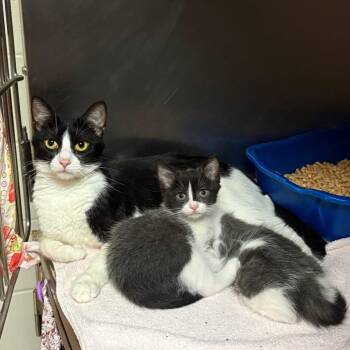 Yoshimi -  Domestic Short Hair Cat for Adoption in Bristol, Indiana - Yoshimi | PetCurious