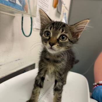 Black -  Domestic Medium Hair Cat for Adoption in Charleston, West Virginia - Black | PetCurious