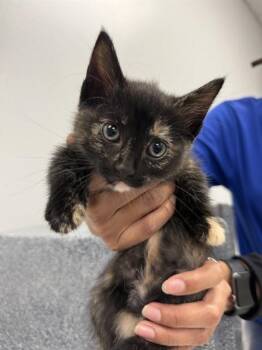 Domestic Short Hair Cats Available for Adoption in Corpus Christi, Texas - CELESTE | PetCurious