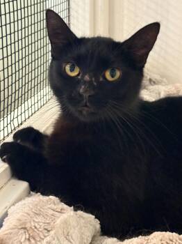 Morticia -  Domestic Short Hair Cat Available for Adoption in Grass Valley, California - Morticia | PetCurious