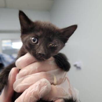 Onyx -  Domestic Short Hair Cat for Adoption in Las Vegas, Nevada - Onyx | PetCurious