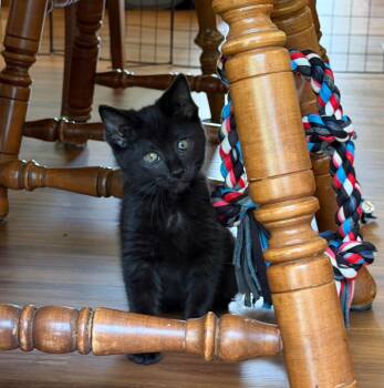 Tallis -  Domestic Short Hair Cat for Adoption in Columbia, Illinois - Tallis | PetCurious