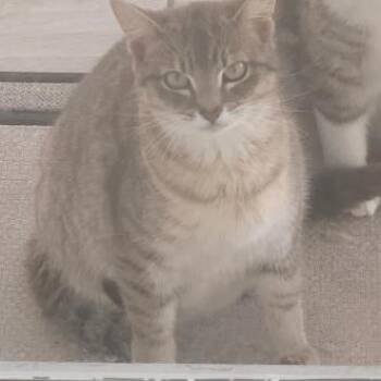 American Shorthair Cats Available for Adoption in Freeport, Florida - Cotton Candy | PetCurious