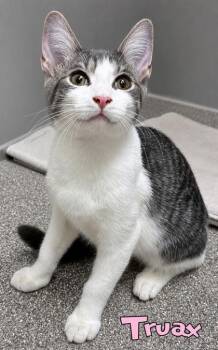 Truax -  Domestic Short Hair Cat for Adoption in Mason, Michigan - Truax | PetCurious