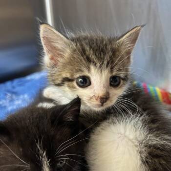 Domestic Short Hair Cats Available for Adoption in Roanoke, Virginia - Figment | PetCurious