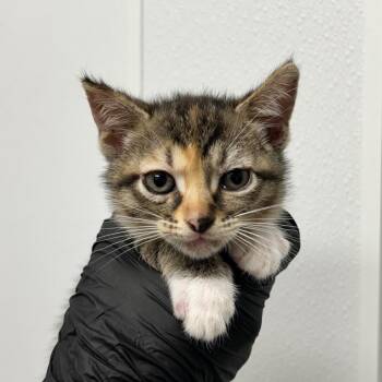 Astra -  Domestic Short Hair Cat for Adoption in Abilene, Texas - Astra | PetCurious
