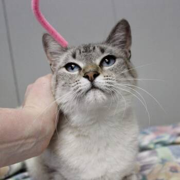 Myrcella -  Domestic Short Hair Cat for Adoption in Midland, Texas - Myrcella | PetCurious