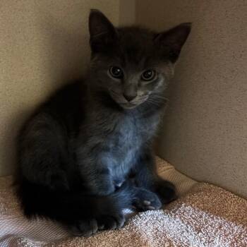 Space Angel -  Domestic Short Hair Cat for Adoption in Providence, Rhode Island - Space Angel | PetCurious