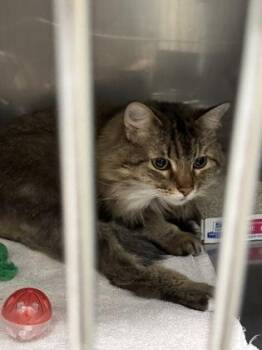 Peaches -  Domestic Long Hair and Domestic Short Hair Cat for Adoption in Fishers, Indiana - Peaches | PetCurious