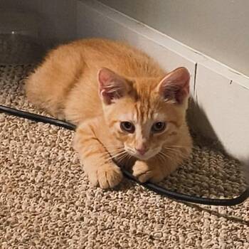 Apollo -  Domestic Short Hair Cat for Adoption in Springfield, Illinois - Apollo | PetCurious