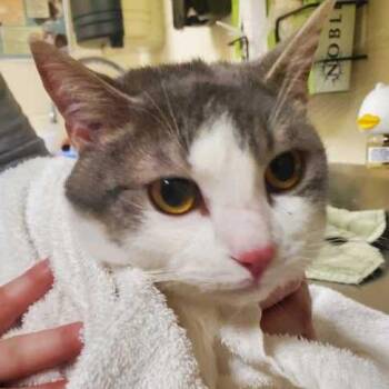 Coco -  Domestic Medium Hair Cat for Adoption in Asheville, North Carolina - Coco | PetCurious
