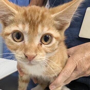 Horace -  Domestic Short Hair Cat for Adoption in Indianapolis, Indiana - Horace | PetCurious