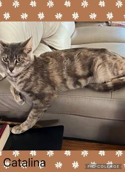 Catalina -  Domestic Short Hair Cat for Adoption in Newberg, Oregon - Catalina | PetCurious
