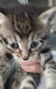 LOVELY -  Domestic Short Hair Cat for Adoption in Jacksonville, Florida - LOVELY | PetCurious