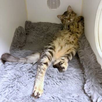 John Carpenter -  Domestic Short Hair Cat for Adoption in Woodinville, Washington - John Carpenter | PetCurious
