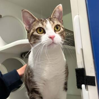 Vira -  American Shorthair Cat for Adoption in Bethel, Connecticut - Vira | PetCurious