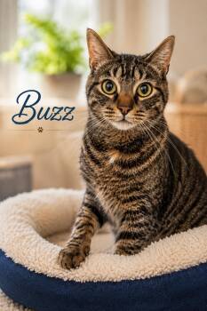 Buzz (FCID# 08/14/2024 - 2) -  Tabby Cat for Adoption in Greenville, Delaware - Buzz (FCID# 08/14/2024 - 2) | PetCurious