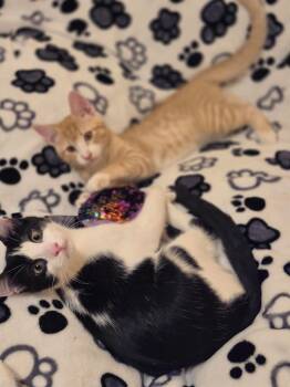 Cove and Reef -  Domestic Short Hair Cat for Adoption in New York, New York - Cove And Reef | PetCurious
