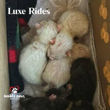 Luxe Rides:  Lincoln -  Domestic Short Hair Cat for Adoption in Council Bluffs, Iowa - Luxe Rides:  Lincoln | PetCurious