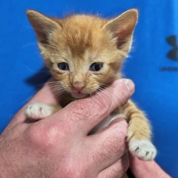 Cheese C12452 -  American Shorthair Cat for Adoption - Cheese C12452 | PetCurious