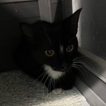 Domestic Short Hair Cats Available for Adoption in St. Louis, Missouri - Westie | PetCurious