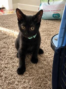 Groot -  Domestic Short Hair Cat for Adoption in Rio Linda, California - Groot | PetCurious