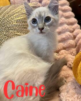 Caine -  Domestic Long Hair and Siamese Cat for Adoption in Hollister, California - Caine | PetCurious