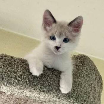 Siamese Cats Available for Adoption - Fluffy | PetCurious